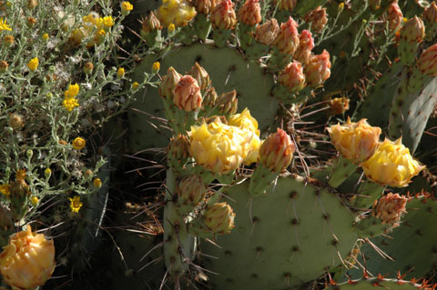 cactus flower
